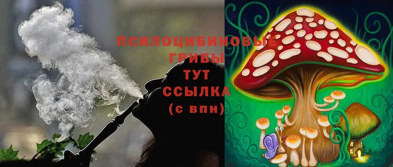 Псилоцибиновые грибы Cubensis  сколько стоит  Шадринск 